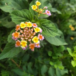 Фото с камеры