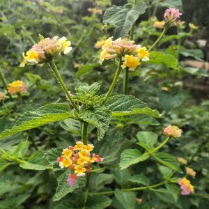 Фото с камеры