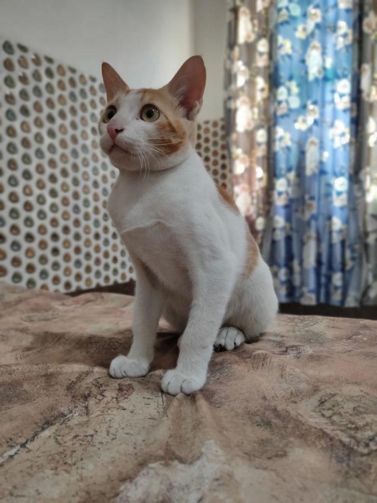 Пример фотографии с Realme X2 pro