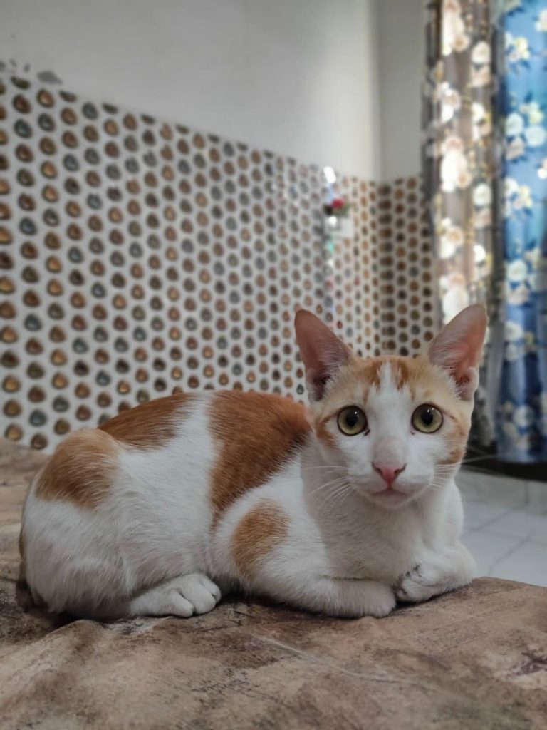 Фотография с X2 Pro